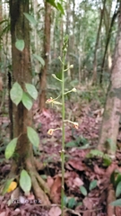 Plocoglottis