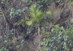 Archontophoenix alexandrae