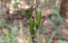 Plocoglottis