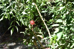 Hibiscus schizopetalus
