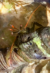 Pagurus granosimanus