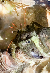 Pagurus granosimanus