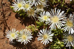 Drosanthemum framesii
