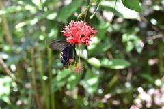 Hibiscus schizopetalus