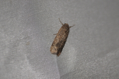 Spodoptera exigua