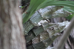Catasetum integerrimum