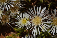 Drosanthemum framesii