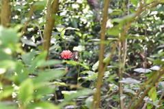 Hibiscus schizopetalus