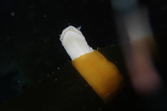 Diaulula sandiegensis