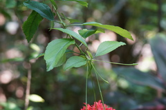 Hibiscus schizopetalus