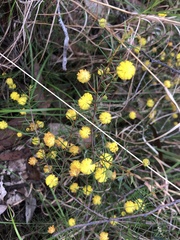 Acacia brownii