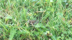 Rana