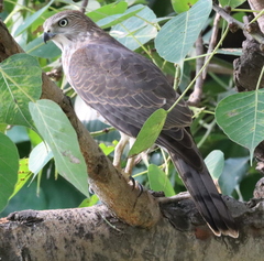 Accipiter badius