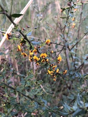 Daviesia umbellulata