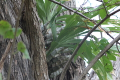 Catasetum integerrimum