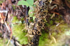 Lecanoromycetes