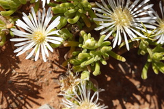 Drosanthemum framesii