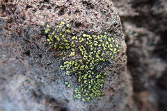Rhizocarpon