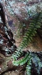 Asplenium normale normale