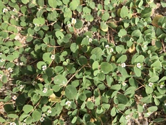 Euphorbia albomarginata