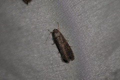 Spodoptera exigua