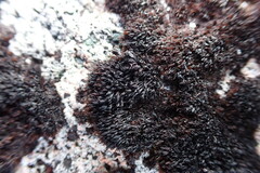 Andreaea