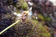 Carex nigricans