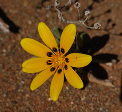 Gazania lichtensteinii