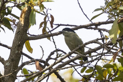 Pogoniulus coryphaea