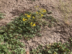 Euphorbia albomarginata