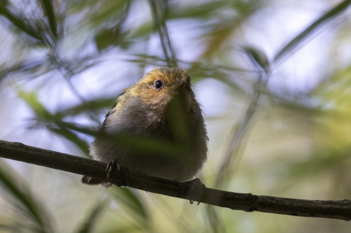Red-faced Woodland-Warbler