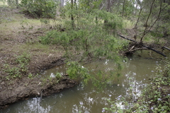 Melaleuca trichostachya