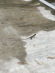 Bronchocela cristatella