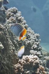 Chaetodon madagaskariensis