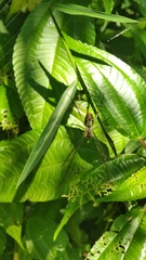 Leucauge celebesiana