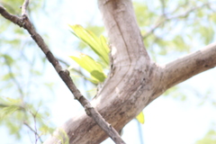 Catasetum integerrimum