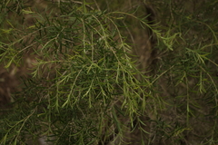 Melaleuca trichostachya