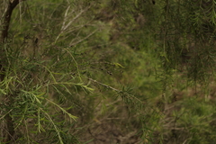 Melaleuca trichostachya