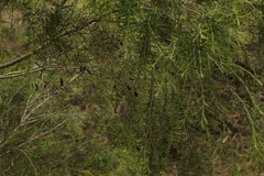 Melaleuca trichostachya