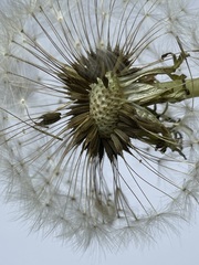 Taraxacum officinale