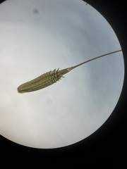 Taraxacum officinale