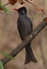 Hypsipetes leucocephalus