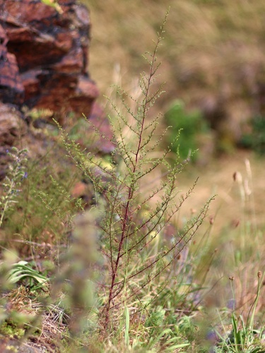 Artemisia scoparia iNat (1)