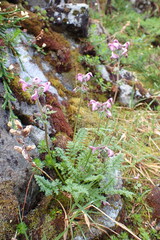 Pedicularis ornithorhynchos