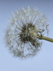 Taraxacum officinale