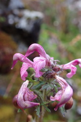 Pedicularis ornithorhynchos