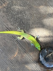 Phelsuma laticauda