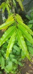 Polyalthia