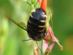 Xylocopa tabaniformis parkinsoniae