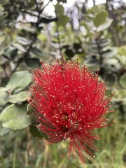 Metrosideros polymorpha